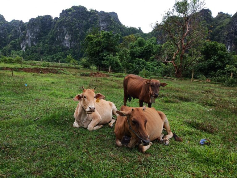 cows in vang vieng