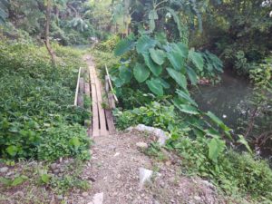 wooden plank bridge jungle