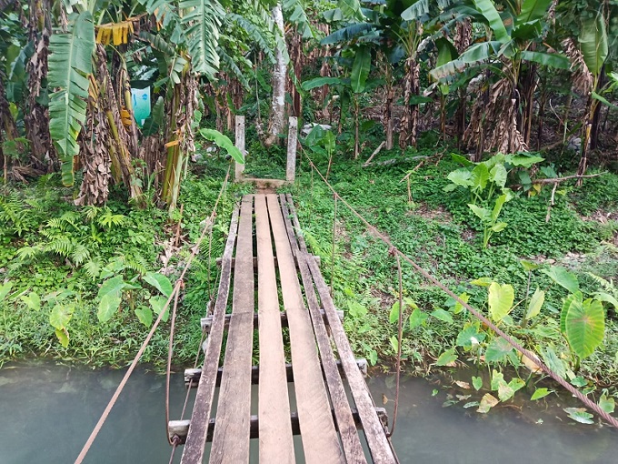 bridge jungle river