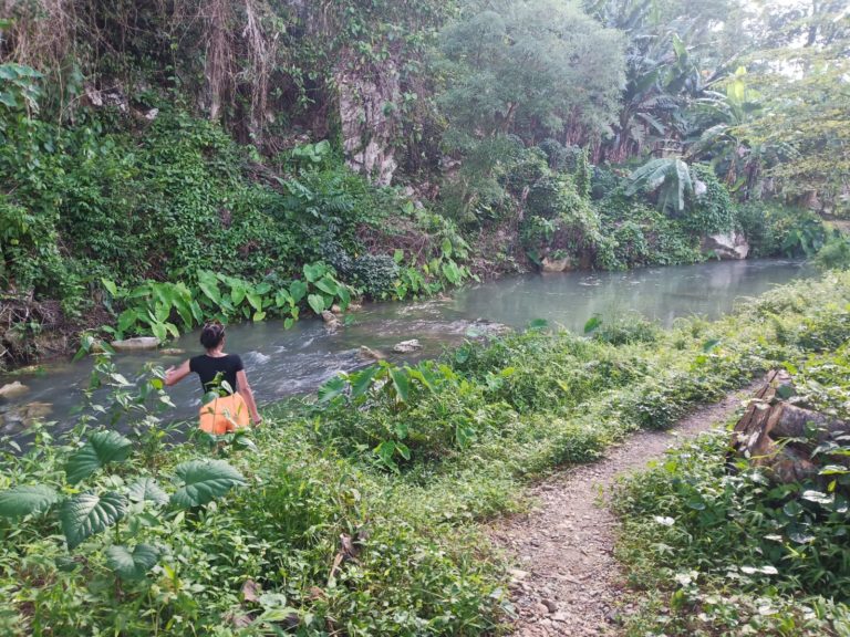 stream in the jungle