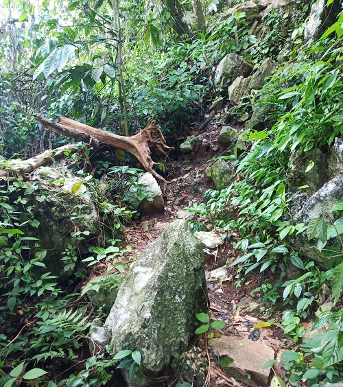 way through the jungle
