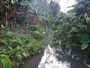 brook in the jungle