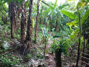 tropical trees jungle