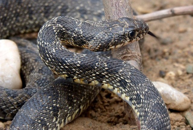 5 venomous snakes in Laos you don’t want to be bitten by