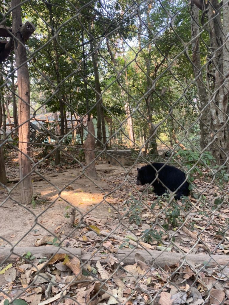 luang prabang black bear