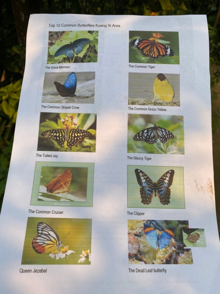different types of butterflies