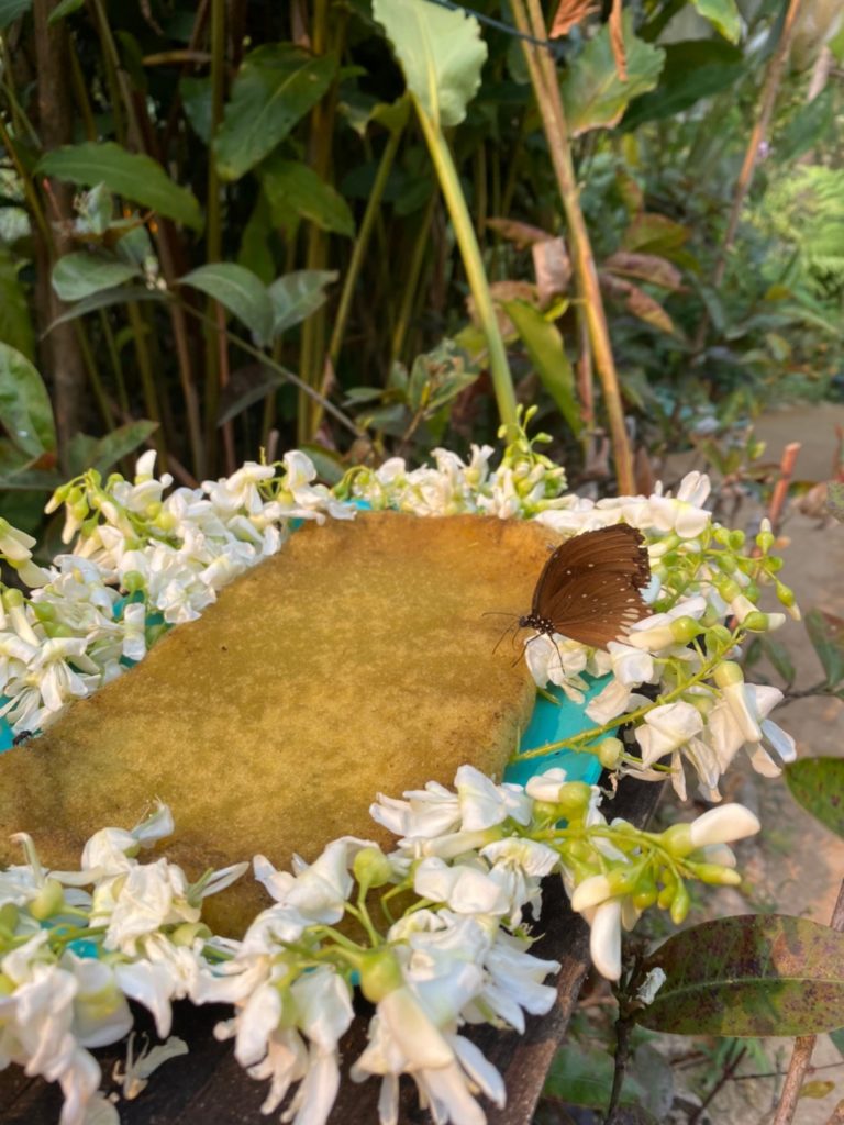 butterfly having lunch