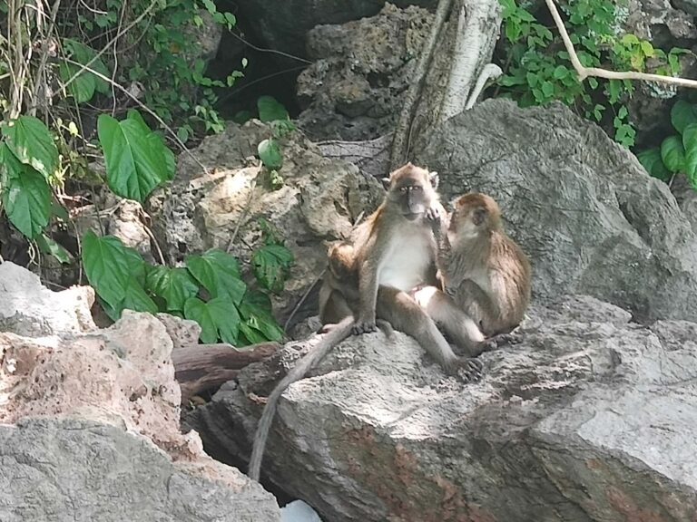 long-tailed macaque