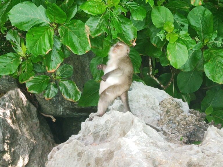 laotian monkey