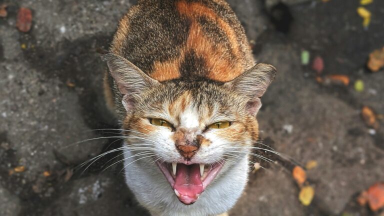 laos cat