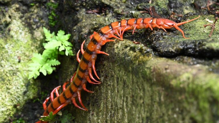 laos centipede