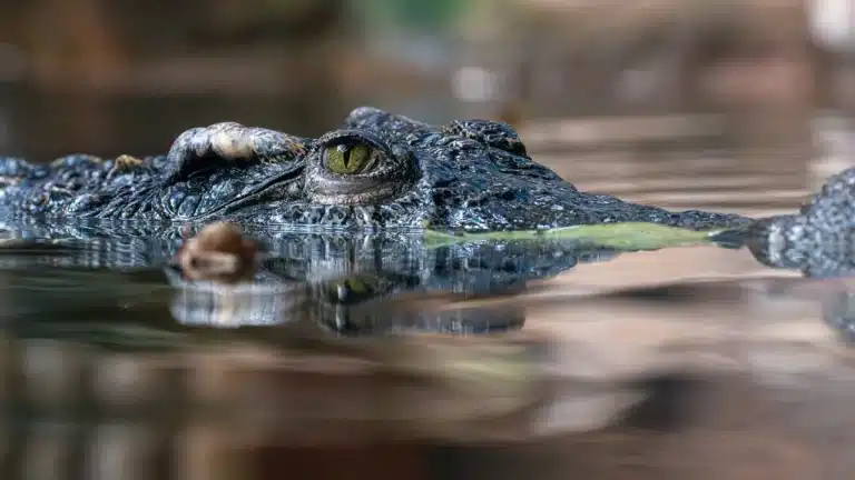 laos crocodile