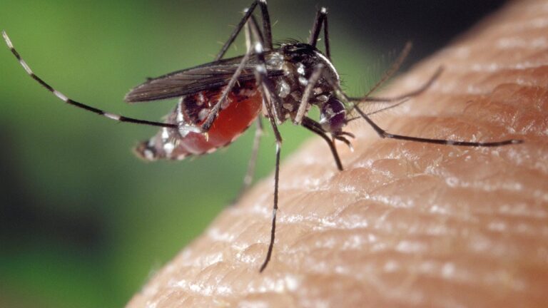 laos mosquito