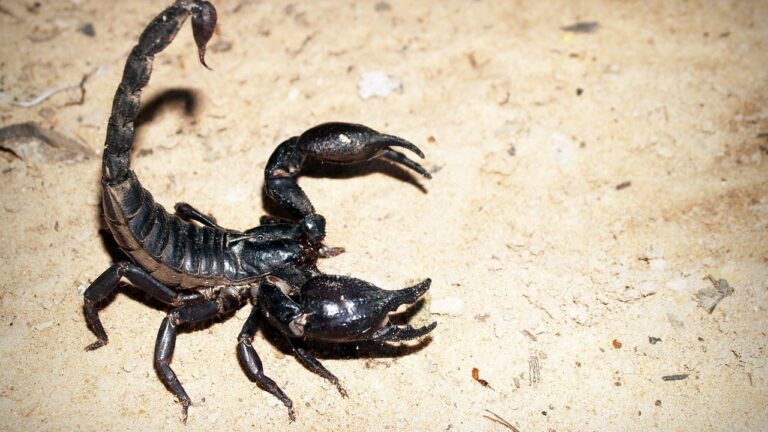 laos scorpion