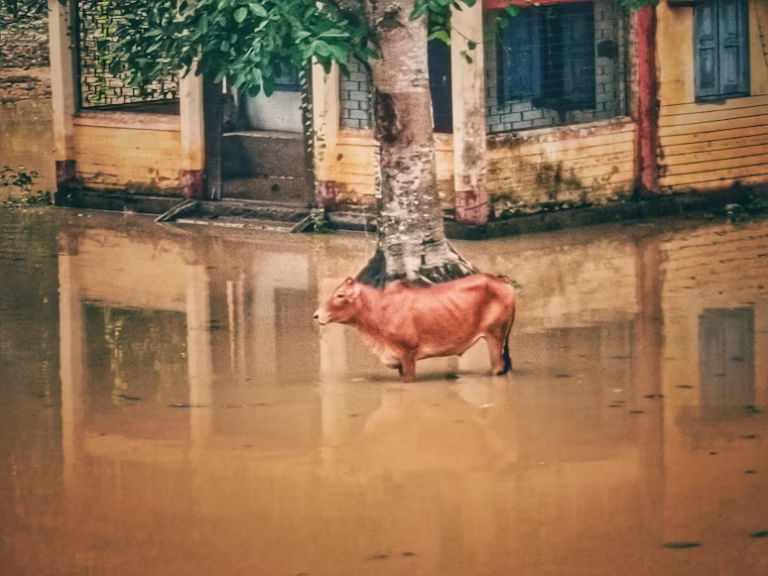 disaster flood