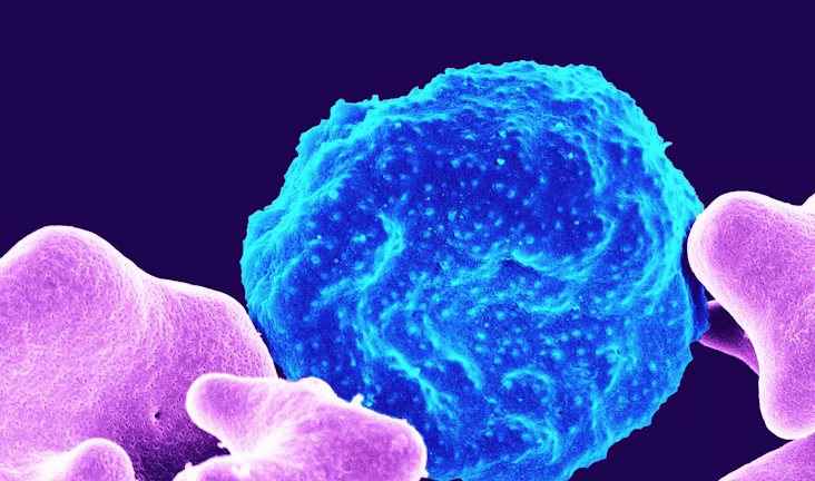 plasmodium parasite