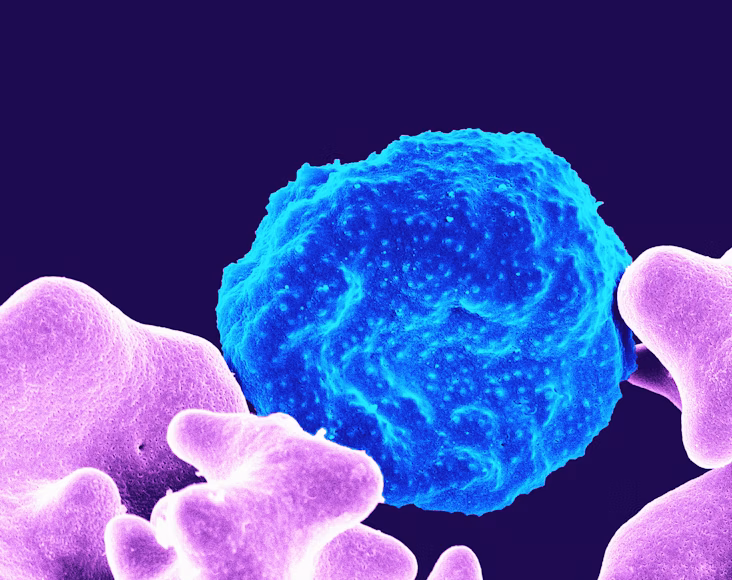 plasmodium parasite