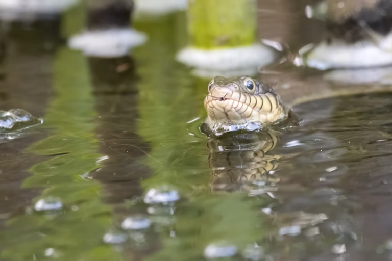 snake in water